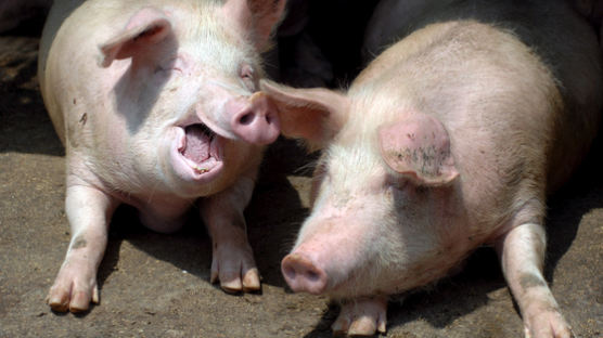 중국, 코로나 설레발이 발등 찍었다···금값 돼지의 눈물 