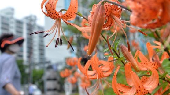 [사진] 참나리꽃 만개