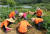 경기도 부천 소사치매안심센터가 운영하는 팜 케어 프로그램에 참여한 경증치매 어르신과 가족들이 감자를 수확하고 있다. 사진 소사치매안심센터
