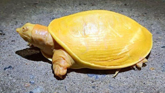 [영상]등껍질까지 노란색… 인도서 희귀 거북이 발견돼