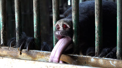 여주 공포로 만든 곰 85마리…머리 흔들며 이상행동하는 까닭