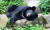 지리산에서 복원 중인 반달가슴곰. 국립공원공단