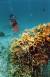 일본 오키나와 인근 자마미섬 해역. 물고기들이 적갈색의 산호초 사이로 유영하고 있다. [중앙포토]
