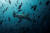 2013년 8월 19일 갈라파고스 해양 보호구역에서 망치상어가 울프섬 해역을 헤엄치고 있다. [로이터=연합뉴스]