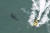 2020년 6월 7일, 호주 뉴사우스웨일스 킹스클리프 해안에서 포착된 상어. 최근 호주 해안에서 상어에게 공격을 받아 목숨을 잃는 사례가 이어지고 있다. [AP=연합뉴스] 