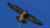 영국 요크셔 해안에서 포착된 송골매가 마스크를 먹이로 착각해 발톱으로 낚아챈 채 하늘을 날고 있다. [트위터 캡처]