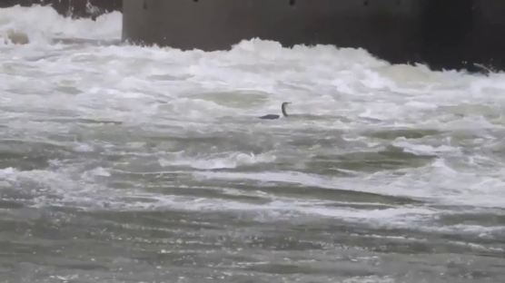 [영상]군남댐 수문 아래서 '물고기 사냥' 분주한 민물가마우지