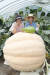 경남 의령군 하늘내린농장에서 생산된 380㎏ 짜리 슈퍼 호박. 이 호박을 생산한 양재명(오른쪽) 백철숙 부부가 환하게 웃고 있다. 의령군