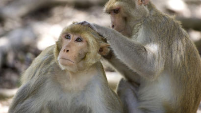 생명연, 코로나 원숭이 실험…“감염 3일 이후도 혈관 염증 유지”