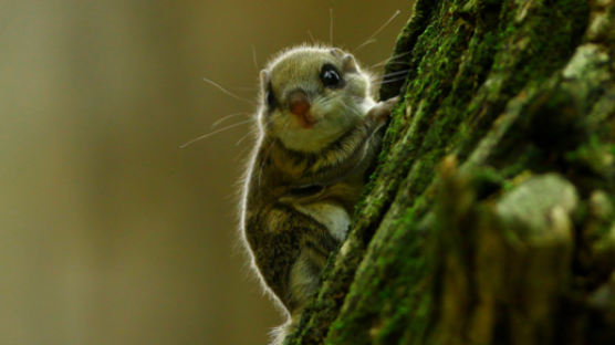 “하늘다람쥐를 부탁해”…SK가스, 정부와 멸종위기종 보호 사업