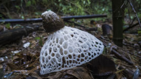 [권혁재 핸드폰사진관]버섯의 여왕 망태말뚝버섯