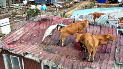 [사진] 물폭탄에 … 지붕 위 피신한 소