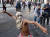 10일 레바논 반정부 시위 현장에서 한 시위 참가자가 돌을 던지려고 하고 있다. [로이터=연합뉴스]