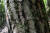 치악산에서 키가 20m는 족히 넘는 황장목을 가까이서 찍었다. 반듯하게 자라는 황장목은 재질도 단단해 조선 시대 임금의 관을 만들 때 쓰였다. 