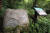 황장금표. 치악산국립공원 세렴폭포 앞에서 촬영했다. 이 황장금표는 치악산 비로봉 정상에 있는 황장금표의 모형이다. 치악산국립공원 안에서 황장금표 3개가 발견됐다. 