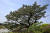 곰솔 또는 해송. 같은 나무를 이른다. 사진은 천연기념물 제441호로 지정된 제주도의 곰솔. 제주시 애월읍 수산리에 있다.