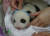 대만 타이베이 동물원에서 태어난 새끼 판다. 한달 만에 몸무게가 10배로 늘었다. 타이베이 동물원