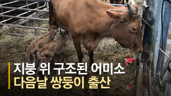 구례서 구출된 소 쌍둥이 출산 소식에 文 "큰 희망의 상징"