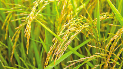 [食쌀을 합시다] 쌀의 영양학적 가치 재발견 … 맛을 넘어 기능성에 주목하다