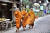 남방불교인 태국 스님들이 아침에 줄지어서 탁발을 나서고 있다. 탁발로 구한 음식은 분별심 없이 먹어야 한다. [중앙포토]