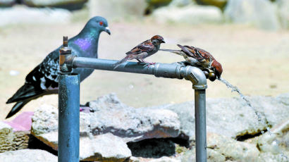 [한 컷] 무더위 속 순서대로 물 먹는 참새와 비둘기