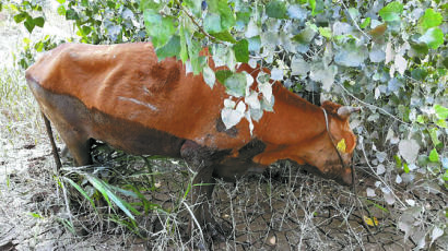 [사진] “나 살았소” 열흘 만에 구조된 소