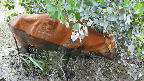 [사진] “나 살았소” 열흘 만에 구조된 소