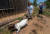 의족을 착용한 채 걷는 염소 안나 뒤를 안나를 입양한 미셸 유어스(왼쪽)와 레니 유어스가 따라오고 있다. [트위터 캡처] 