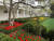 리모델링 이전인 지난해 4월 10일 로이터의 백악관 출입기자 제프 메이슨이 자신의 트위터에 올린 로즈가든의 모습. 다양한 색깔의 꽃이 피어있던 이 정원은 리모델링 이후 흰색 꽃만 있는 곳으로 바뀌었다. [트위터 캡처]