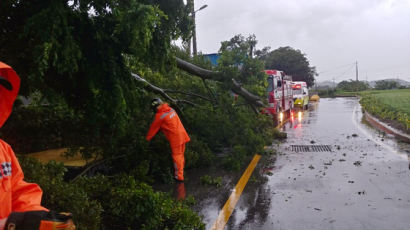 태풍 '바비' 북상에 내륙도 강풍 피해…나무 쓰러지고 해상 교량 운행 통제