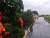 26일 제8호 태풍 바비의 영향으로 오후 5시 13분께 전남 영암군 학산면의 한 도로에서 나무가 쓰러져 소방대원들이 안전조치를 하고 있다. 사진 전남소방본부