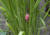 우렁이는 벼 줄기에 분홍색의 알을 낳고 번식한다.