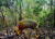 베트남 열대림에서 무인 카메라에 포착된 쥐 사슴. Global Wildlife Conservation