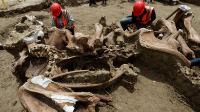 멕시코서 맘모스 200마리 뼈 무덤 발견···멸종 밝힌 단서 있다