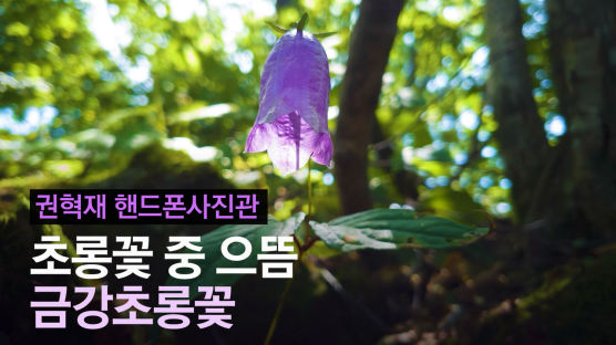 [권혁재 핸드폰사진관] 초롱꽃 중 으뜸, 금강초롱꽃