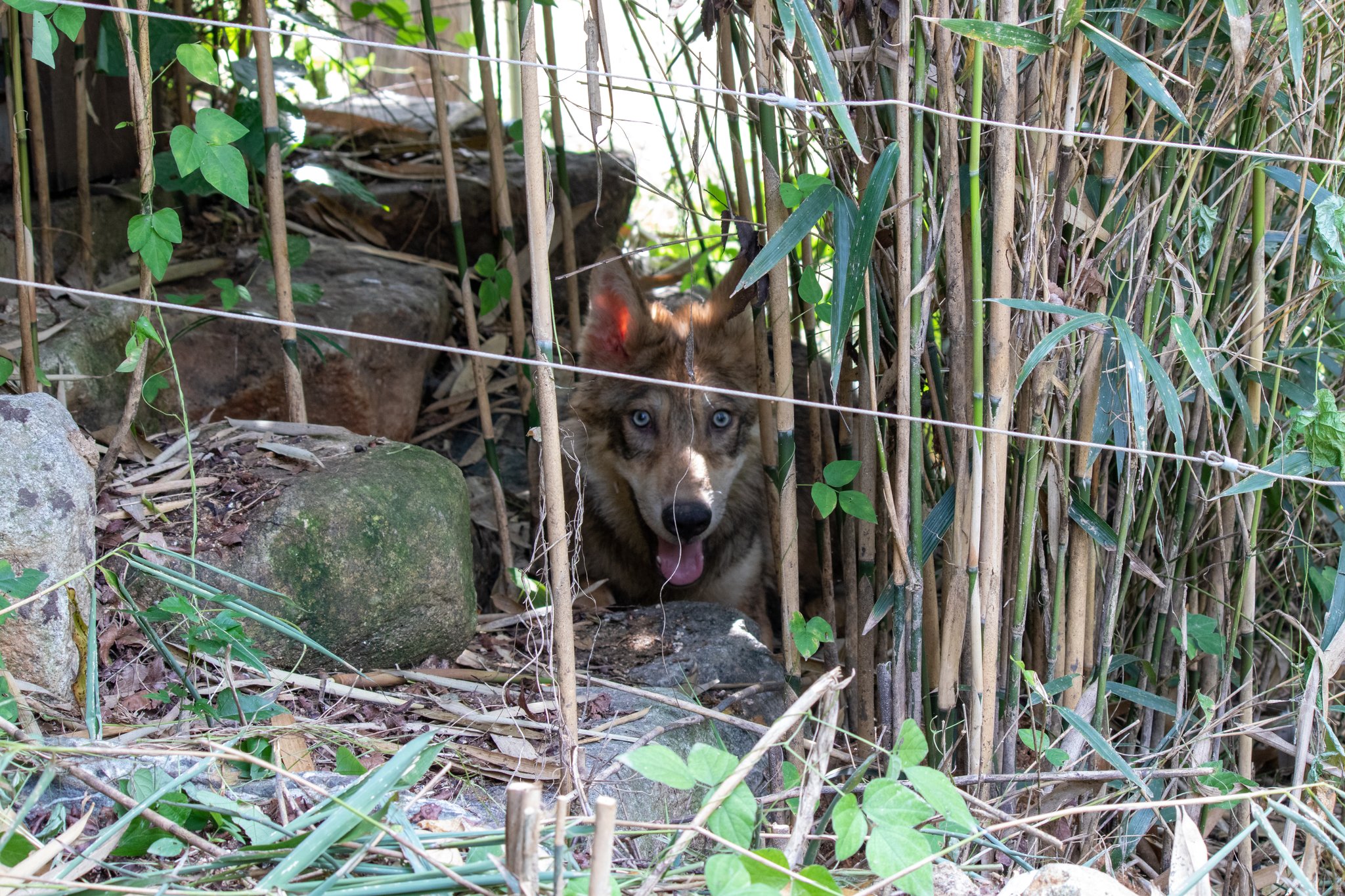 늑대 5남매 중 한 마리가 '늑대의 숲' 방사장 내 산죽나무 숲에 숨어 있다. [사진 전주동물원]