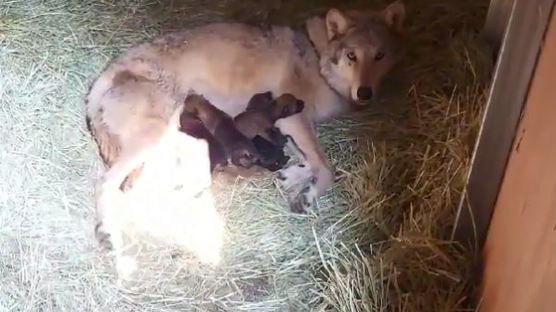 5남매 태어나자 아빠 격리됐다···늑대 태어난 전주동물원 풍경