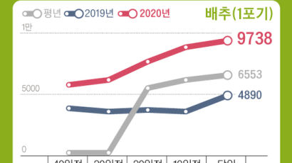 ‘물가태풍’ 배추 1포기 1만원, 한달새 60% 뛰었다