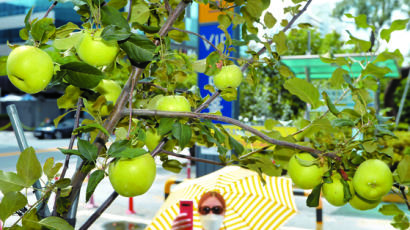 [사진] 태풍 뚫고 탐스럽게 익어가는 사과