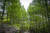 에코테마파크 대구숲의 에코어드벤처. 나무와 나무 사이를 건너는 모험을 한다. 장진영 기자