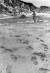  1971년 8월 23일 공작원들이 탈출한 직후 찍은 실미도 해안 모습. 중앙포토