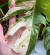 엽록소가 결핍된 변종몬스테라의 흰 부위는 잘 상해서 하얀 잎(고스트)이 나오면 예쁘지만 걱정부터 하는 식집사도 많다. 사진은 필자의 알보몬 흰 부위가 약간의 습도로도 상한 모습.