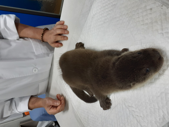 대구 달서구 도원지 인근 풀숲에서 발견된 아기수달. 구조 직후 치료를 받고 있다. [사진 대구 달서구]