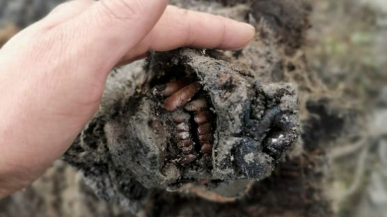 러시아서 발견된 최대 4만년 전 곰 사체…"보존 상태 완벽"
