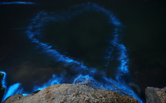 10일 새벽 욕지도 야포 앞바다에 하트모양으로 물을뿌려 잔물결을 일으키자 발광플랑크톤이 푸른빛을 내고 있다. [사진 독자 김기현]