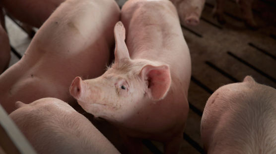 "돼지도 코로나19 걸릴 수 있다"…미ㆍ캐나다 연구결과