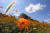 초가을 날씨를 보인 18일 서울 송파구 올림픽공원 들꽃마루에 조성된 황화코스모스 위에 파란 하늘이 펼쳐져 있다. 뉴스1