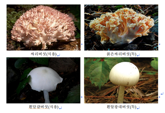 긴 장마에 야생 버섯 쑥쑥…식용버섯과 닮은 독버섯 주의보