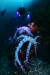 제주 서귀포시 문섬 주변 바닷속에 사람 키만한 가시수지맨드라미가 있다. 이선명 수중 사진작가