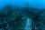 제주 서귀포시 문섬 주변 바다. 해조류가 사라지고 아열대 바다에 서식하는 돌산호 등이 바닥을 뒤덮고 있다. 이선명 수중 사진작가